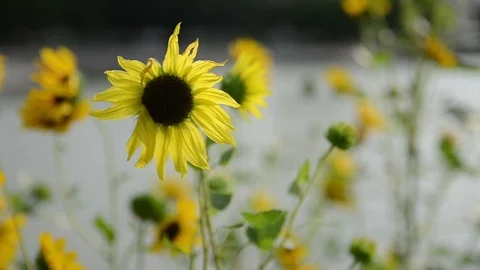 Sunflower 2 Video stock 90464374
