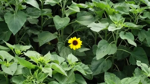 Sunflower 2 Stock Footage