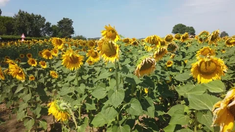 Sunflower 2 Stock Footage