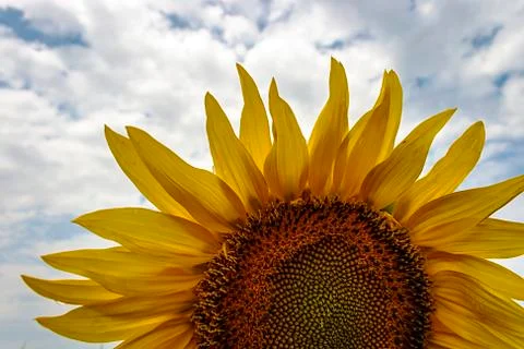 Sunflower 2 Stock Photos
