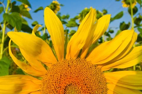 Sunflower 2 Stock Photos