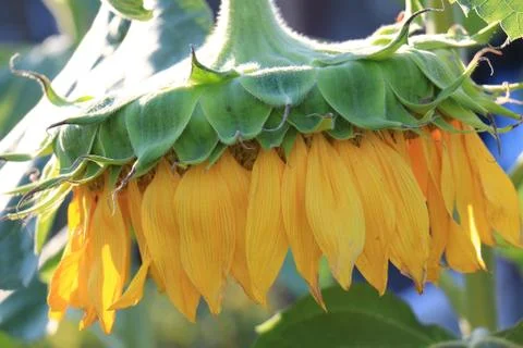 Sunflower-2 Stock Photos