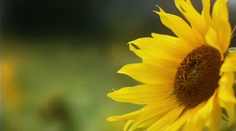Sunflower 3 Video stock 512007