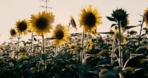 Sunflower 3 Video stock 92480295