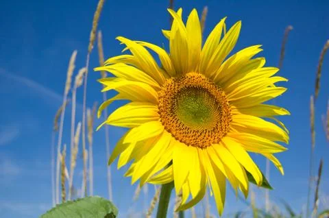 Sunflower 3 Stock Photos
