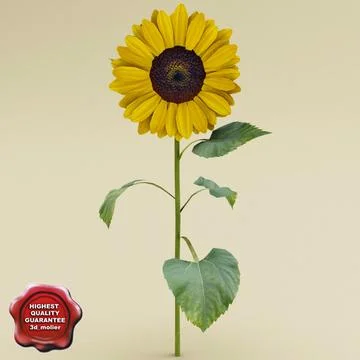 Sunflower 3D Model