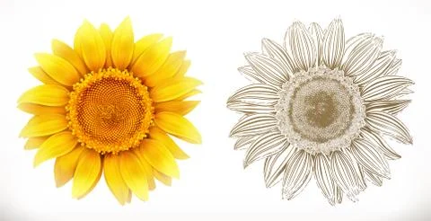 Sunflower. 3d realism and engraving styles. Vector illustration Stock Illustration