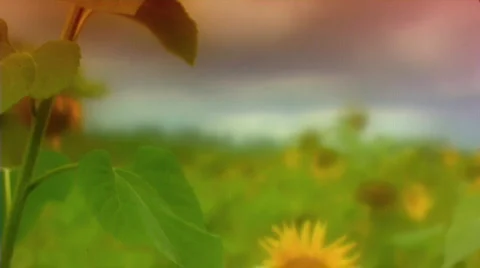 Sunflower 4 Stock Footage 512001