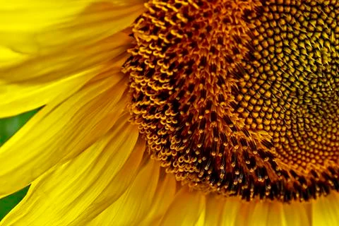 Sunflower 4 Stock Photos