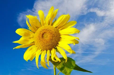 Sunflower 4 Stock Photos