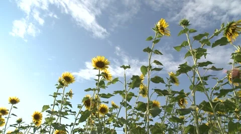 Sunflower 5 Stock-Footage 8510260