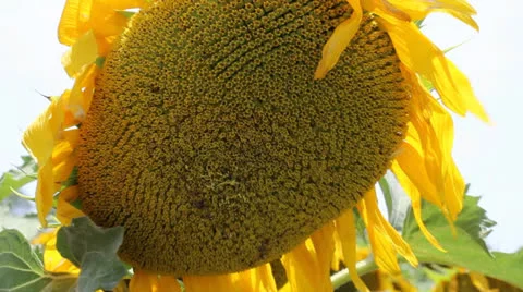 Sunflower 5 Stock Footage 24949614