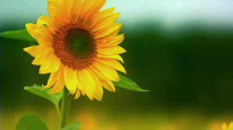Sunflower 6 Stock Footage 512021