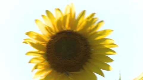 Sunflower 6 Stock Footage 8510304