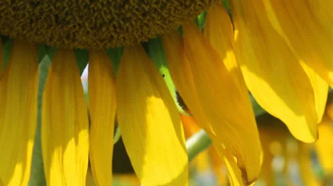 Sunflower 6 Video stock 25007001