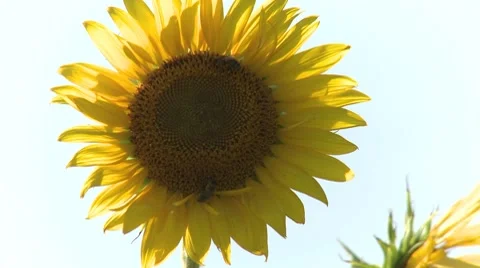 Sunflower 7 動画素材 8510254
