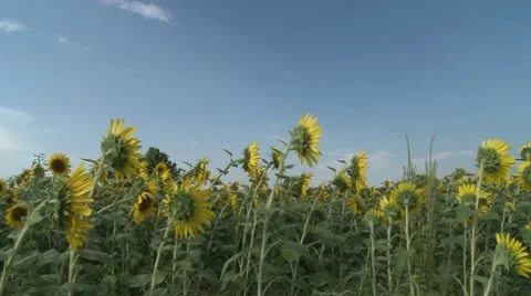 Sunflower 8 스톡 동영상 8510295