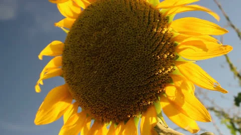 Sunflower 8 스톡 동영상 25105009