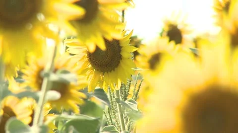 Sunflower 9 Video stock 8510250