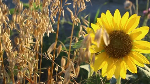 Sunflower 9 Video stock 25111429