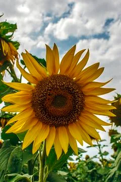 Sunflower 9 Stock Photos