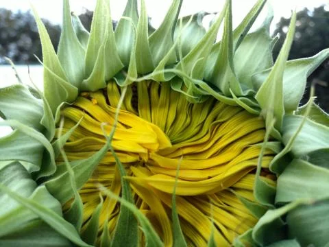 Sunflower about to bloom Foto stock