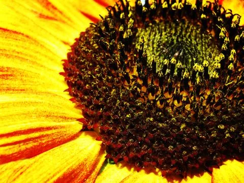 Sunflower. abstract natural backgrounds Foto stock
