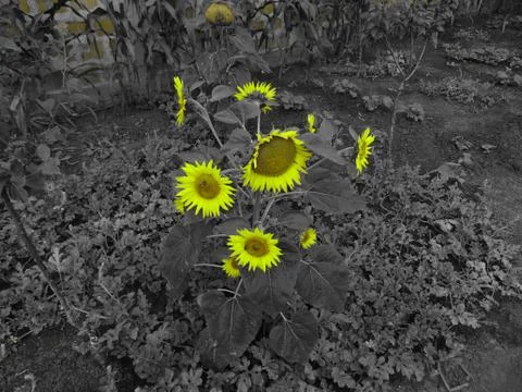 Sunflower Abstract 写真素材