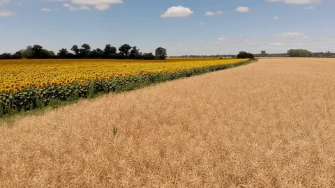 Sunflower Aerial Vision Stock Footage 92114950
