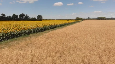 Sunflower Aerial Vision Stock Footage 92115664