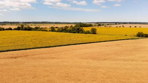 Sunflower Aerial Vision Stock Footage 92116744
