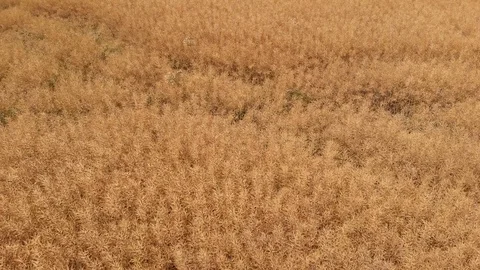Sunflower Aerial Vision Stock Footage 92118511