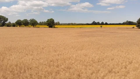 Sunflower Aerial Vision Stock Footage 92118859