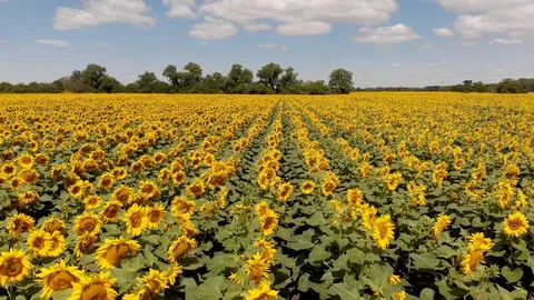 Sunflower Aerial Vision Stock Footage 92119587