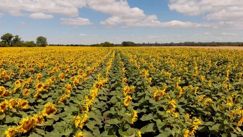 Sunflower Aerial Vision Stock Footage 92121127