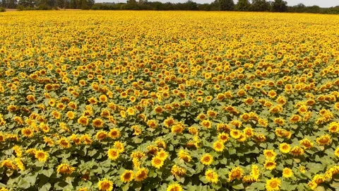 Sunflower Aerial Vision Stock Footage 92122976