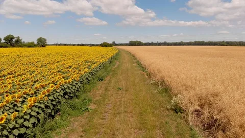 Sunflower Aerial Vision Stock Footage 92123555