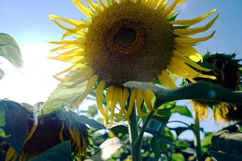 Sunflower in the Afternoon Stock Photos