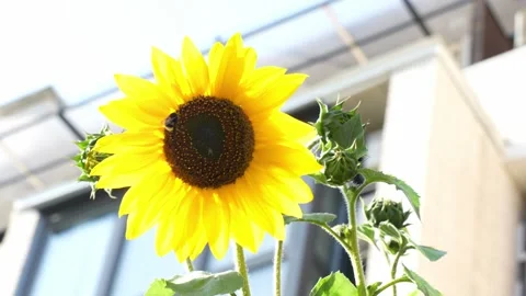 Sunflower against the background of a white brick residential building Stock Footage 283814329