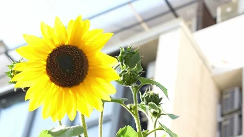 Sunflower against the background of a white brick residential building Video stock 283814345