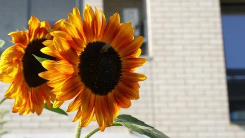Sunflower against the background of a white brick residential building Video stock 283814351