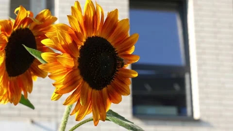 Sunflower against the background of a white brick residential building Stock Footage 283814361