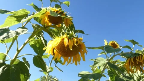 Sunflower against the blue sky close-up Stock Footage 247694680