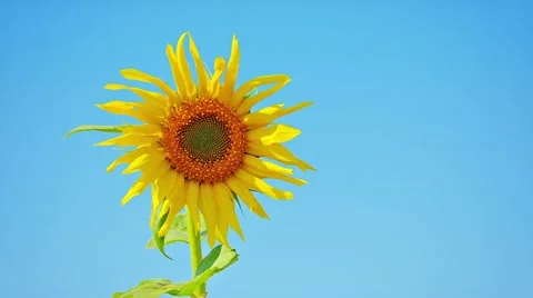 Sunflower against the blue sky Video stock 40975737