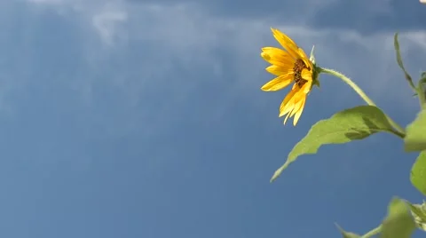 Sunflower Against Blue Sky Stock Footage 51875552