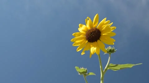 Sunflower Against Blue Sky Stock Footage 51875628