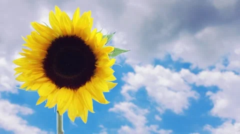 SUNFLOWER AGAINST BLUE SKY Stock Footage 54270144