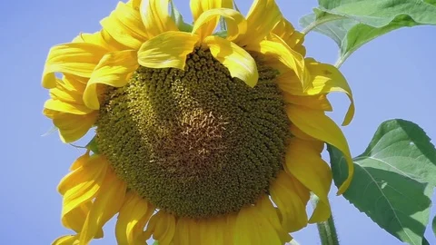 Sunflower against the blue sky Stock Footage 80953808