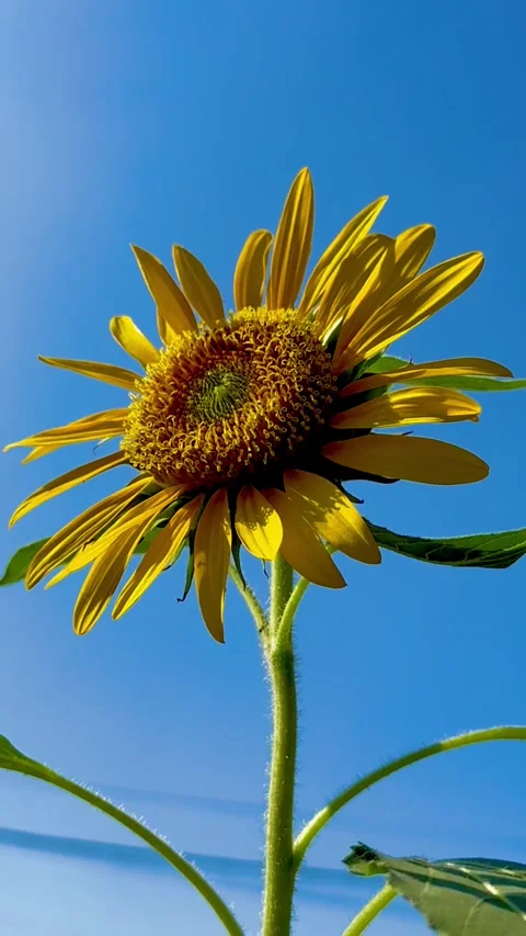 Sunflower Against Blue Sky Stock Footage 339771877