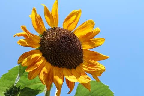 Sunflower against blue sky Stock Photos